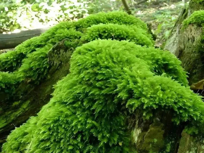 Vibrant Thuidium moss blankets rugged fallen tree trunk surface
