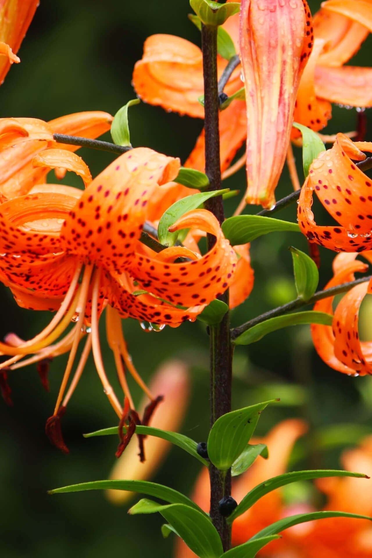 Garden Plants Nursery Tiger Lily