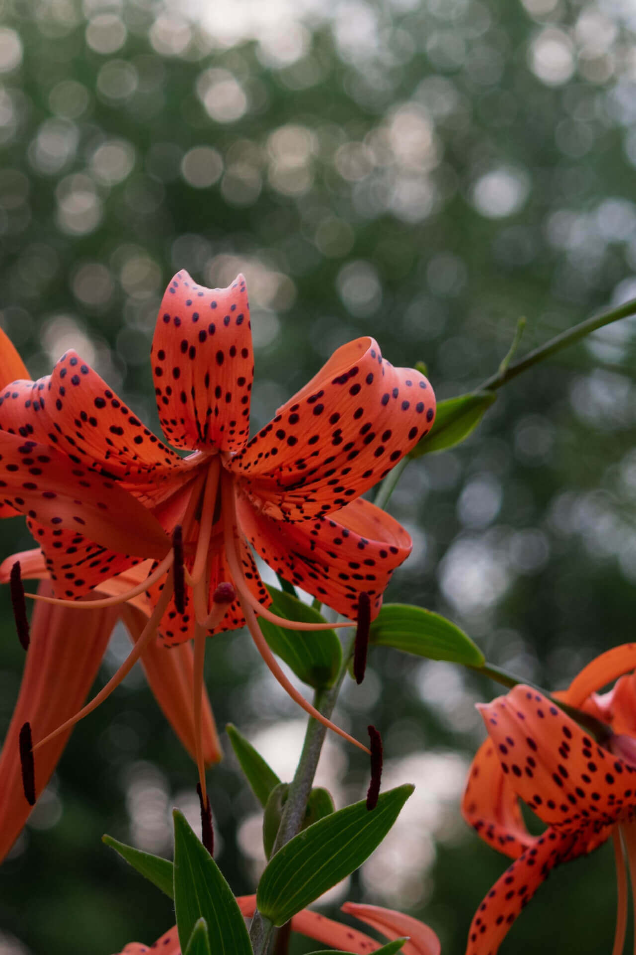 Garden Plants Nursery Tiger Lily