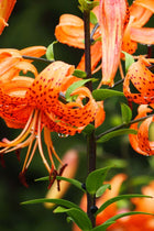 Vibrant Tiger Lily with orange petals, dark red spots and drooping form