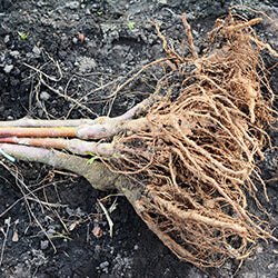 Bare root trees