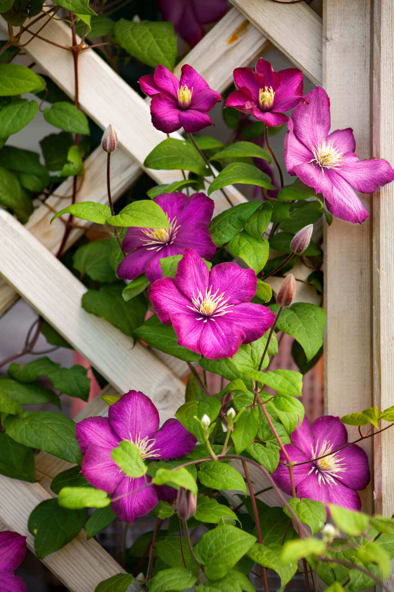 Vibrant magenta clematis with yellow centers on trellis from Trellis Climbers 15 plants