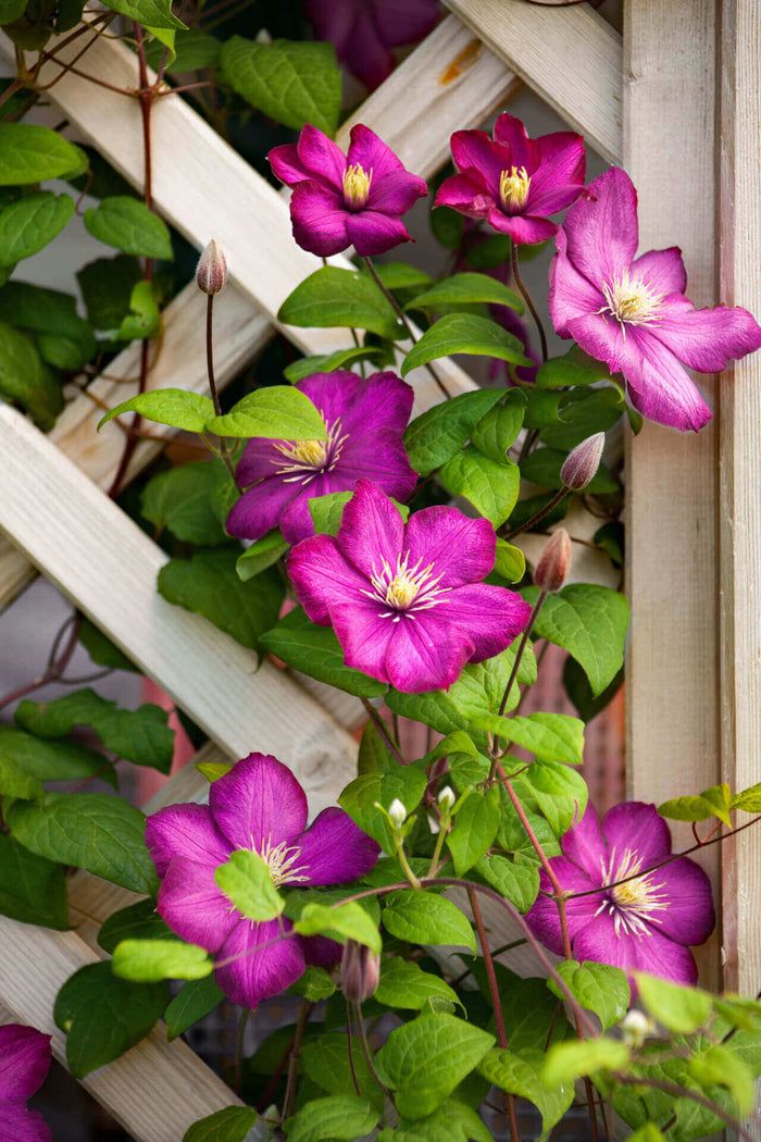 Vibrant magenta clematis with yellow centers on trellis from Trellis Climbers 15 plants