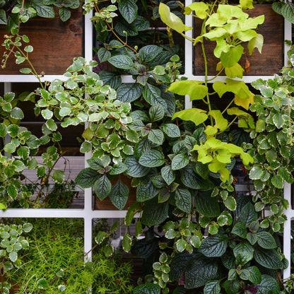 Lush green and chartreuse Trellis Climbers vines in white grid planter