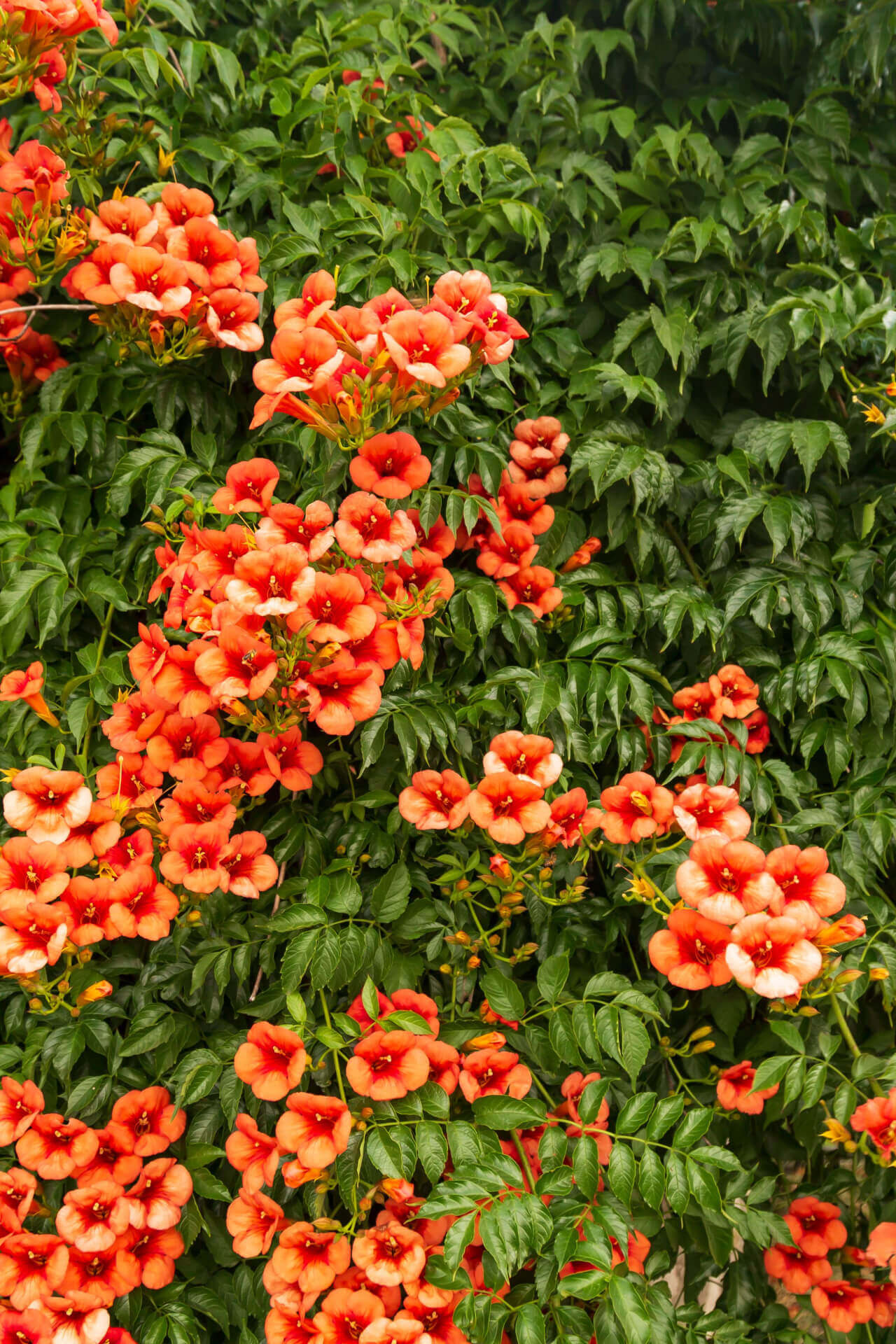 Trumpet Vine