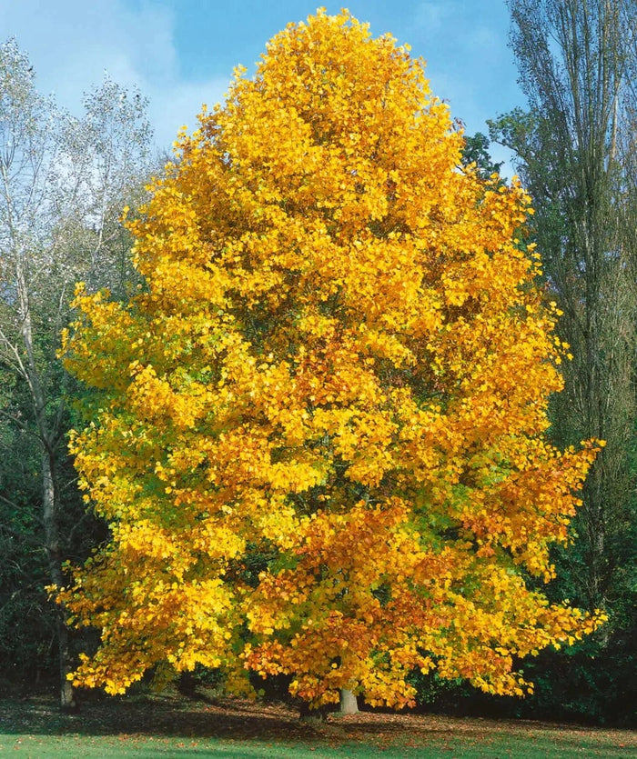 Majestic golden-yellow Tulip Tree with vibrant foliage against blue sky