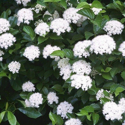 Viburnum Dentatum