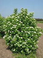 Lush Arrowwood Viburnum bush with dense white flowers and green leaves under blue sky