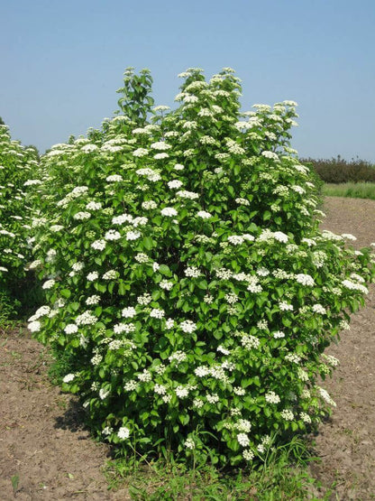 Lush Arrowwood Viburnum bush with dense white flowers and green leaves under blue sky