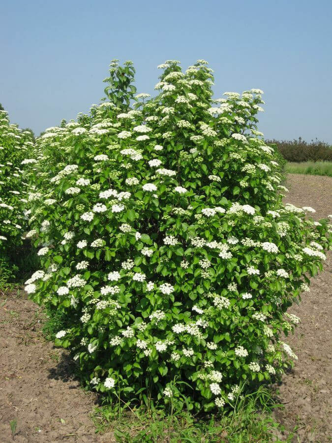 Lush Arrowwood Viburnum bush with dense white flowers and green leaves under blue sky