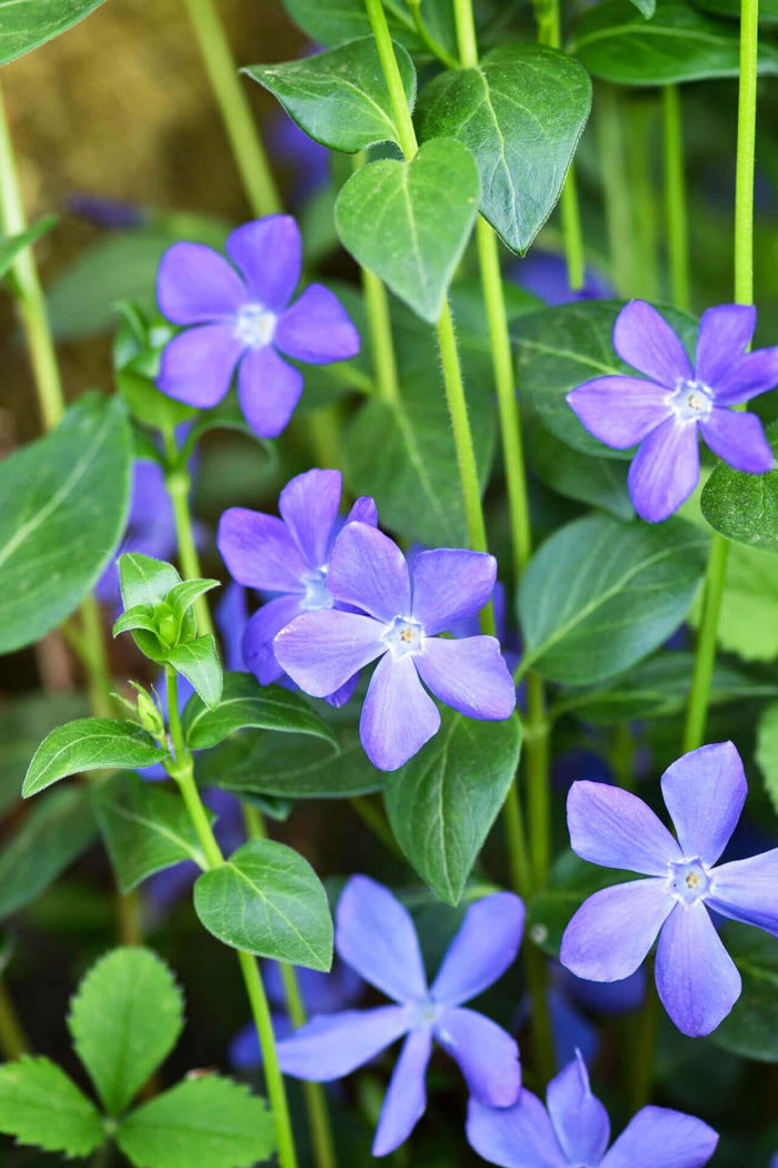 Vibrant purple Vinca Minor flowers with white centers amid green leaves