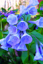 Virginia Bluebell cluster of delicate bell-shaped blue flowers