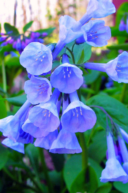 Virginia Bluebell cluster of delicate bell-shaped blue flowers