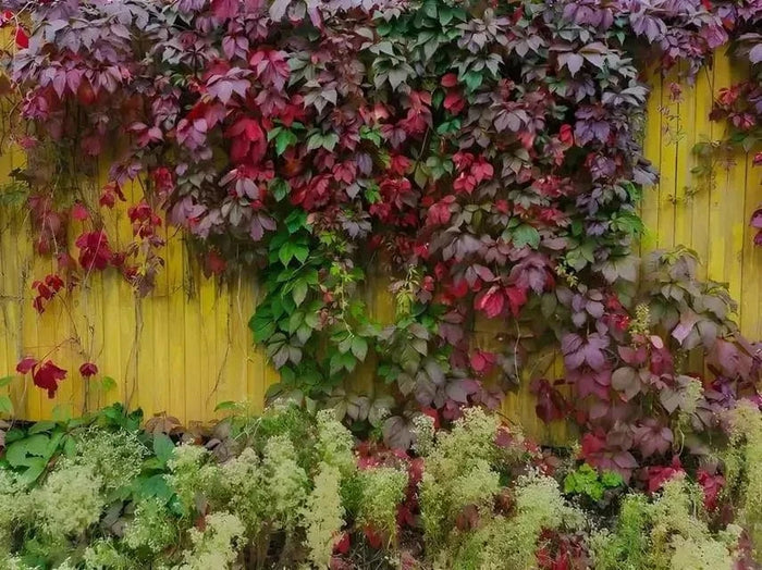 Vibrant Virginia Creeper red and purple ivy on weathered yellow fence