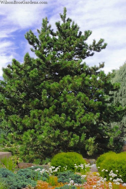 Virginia Pine Tree: dense full-bodied evergreen with vibrant green needles and conical shape