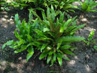 Vibrant Walking Fern with lush green arching fronds from soil