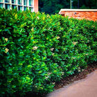 Lush Wax Leaf Privet hedge with dense green foliage and white flowers