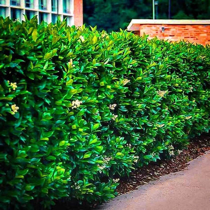 Lush Wax Leaf Privet hedge with dense green foliage and white flowers