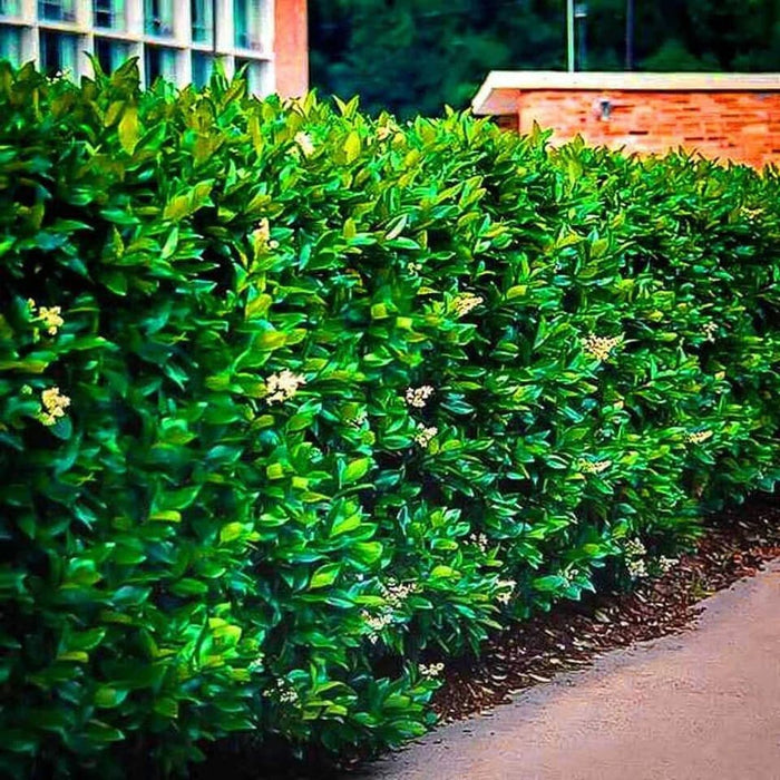 Lush Wax Leaf Privet hedge with dense green foliage and white flowers