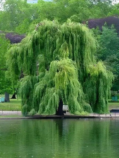Lush green weeping willow tree with cascading branches over water