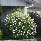 Lush white hibiscus bush with dense green foliage and abundant flowers