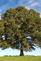 Majestic White Oak tree with dense green foliage on grassy hill