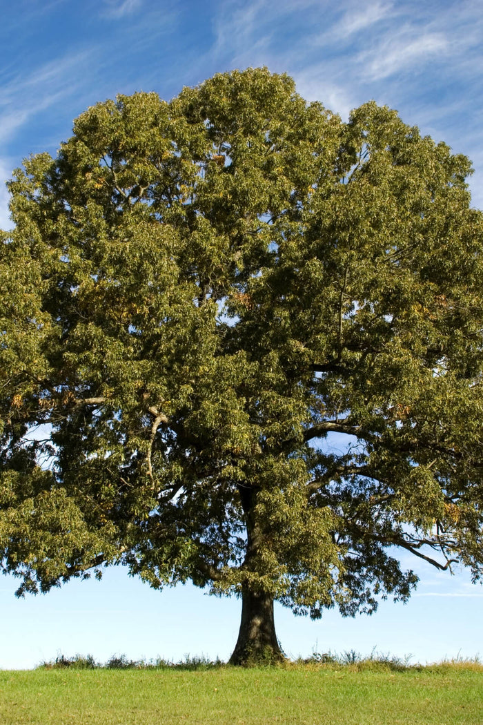 Majestic White Oak tree with dense green foliage on grassy hill