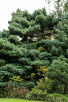 White Pine Tree with dense vibrant green needle-covered branches