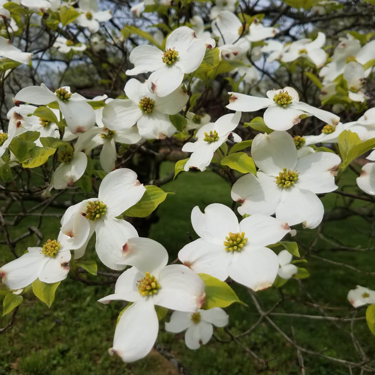 White Princess Dogwood Tree