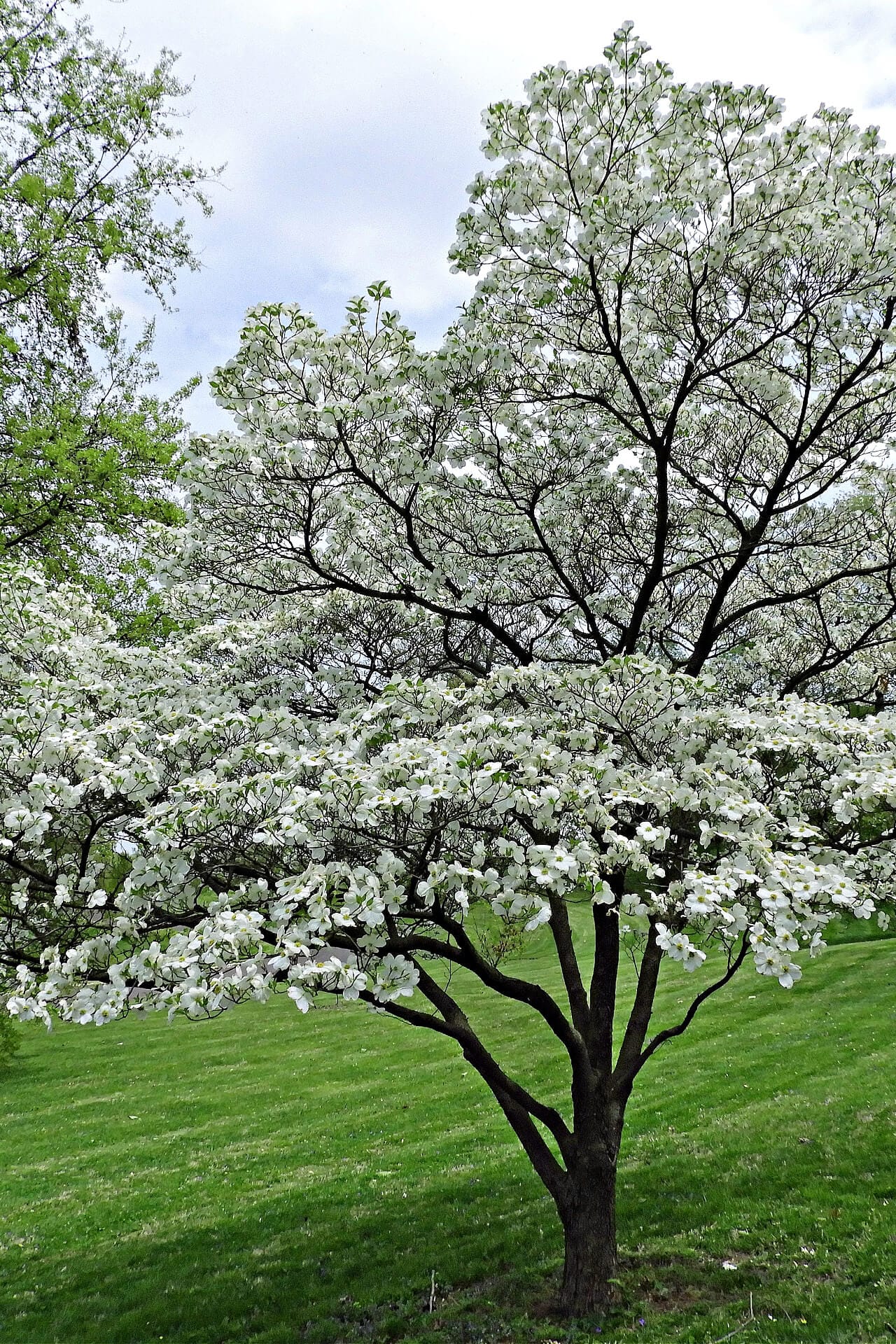 White Princess Dogwood tree with white blossoms on lush lawn