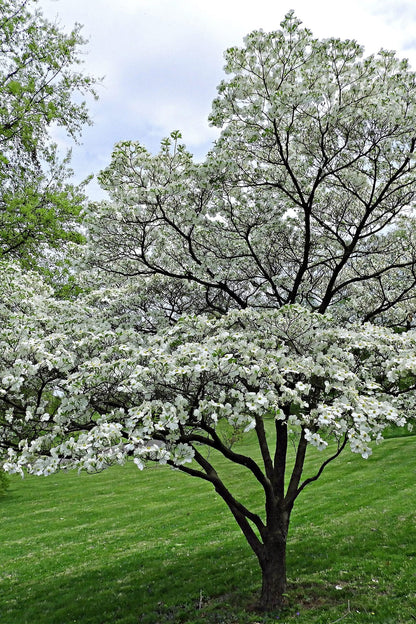 White Princess Dogwood tree with white blossoms on lush lawn