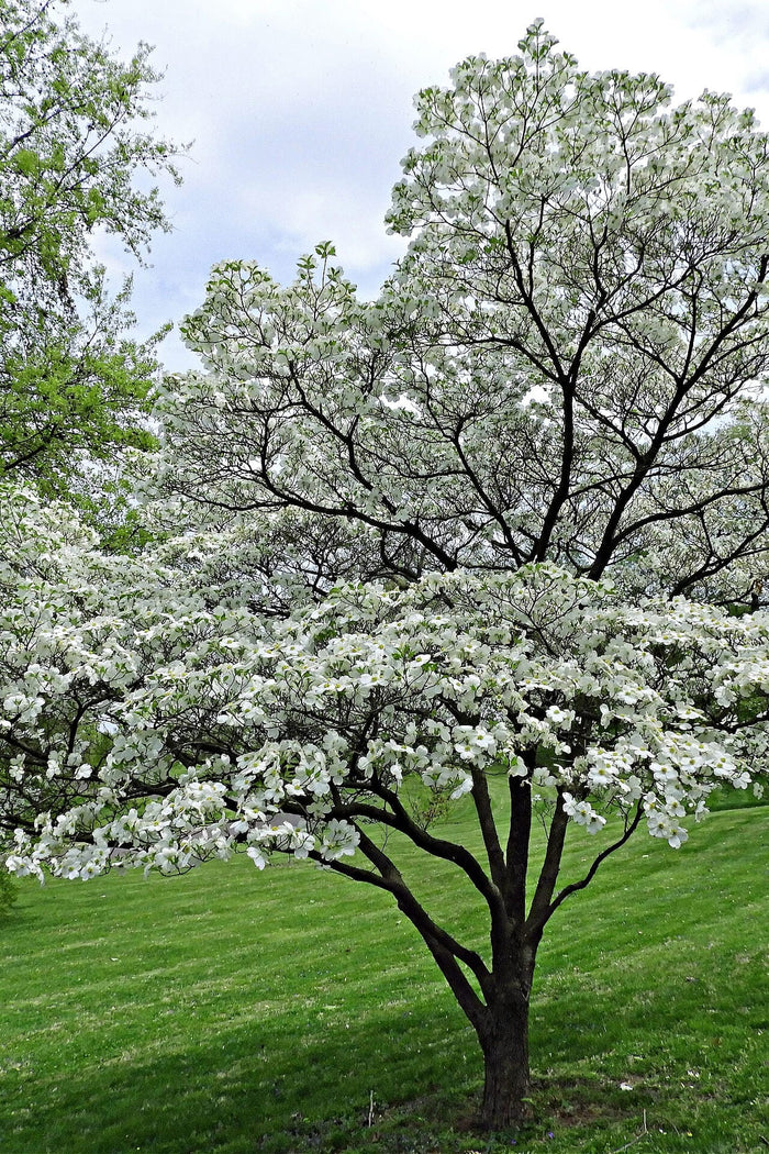 White Princess Dogwood tree with white blossoms on lush lawn