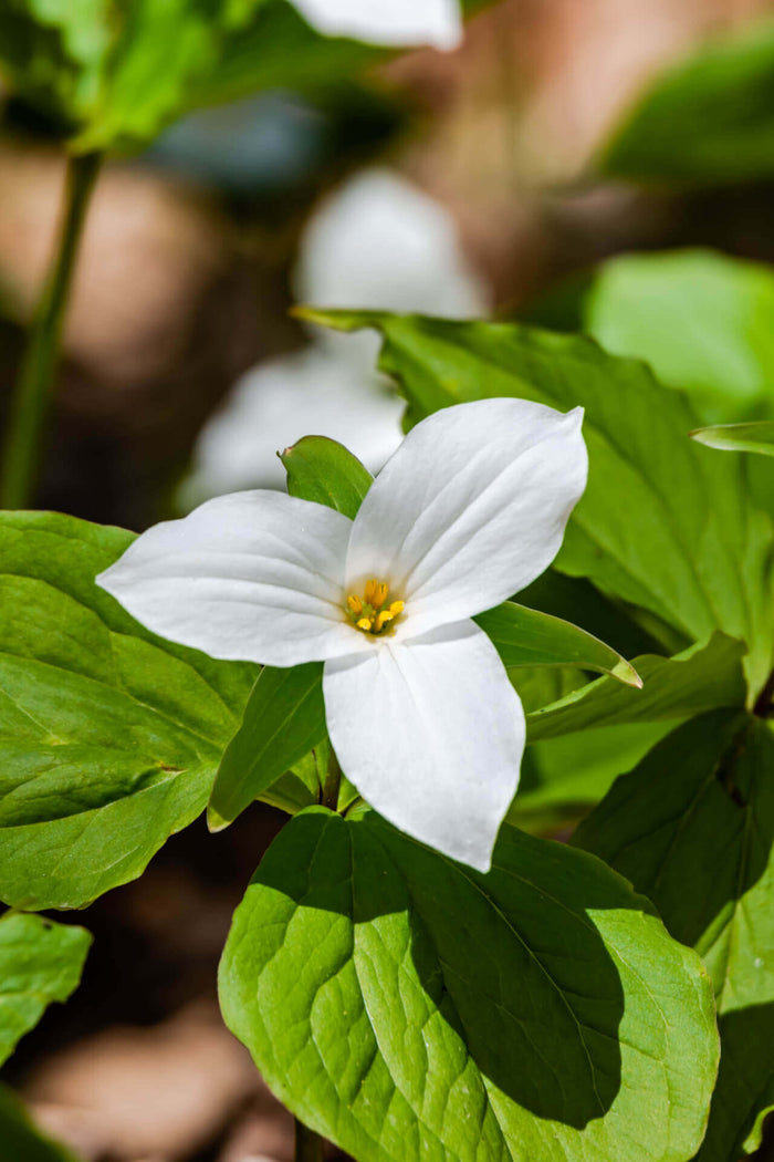 White Trillium flower with 3 smooth petals, yellow center, green leaves