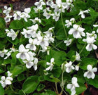 White Violet: delicate white violets with purple veining among green leaves