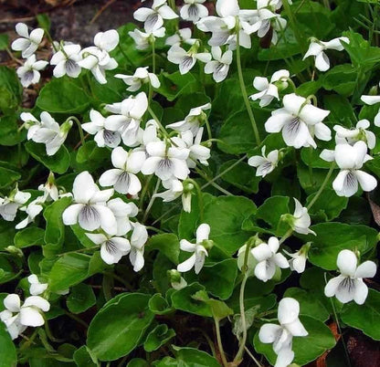 White Violet: delicate white violets with purple veining among green leaves