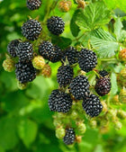 Ripe glossy Wild Blackberry cluster on bush with green leaves and unripe berries