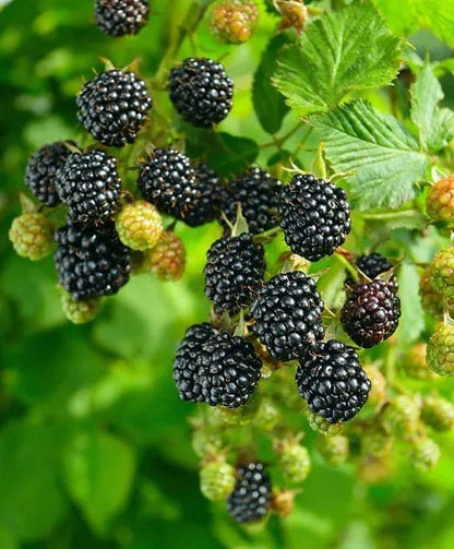 Ripe glossy Wild Blackberry cluster on bush with green leaves and unripe berries