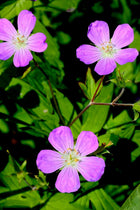 Three vibrant purple Wild Geranium wildflowers with yellow centers in green foliage