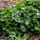 Wild Ginger lush green heart-shaped leaves with glistening dewdrops