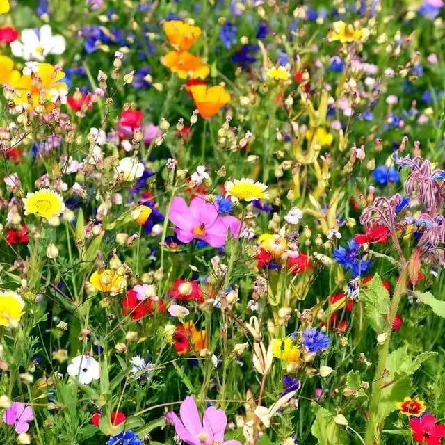 Wildflower Package 25 Plants: vibrant field of colorful blooming wildflowers