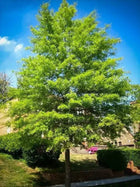 Tall Willow Oak tree with lush green foliage against blue sky