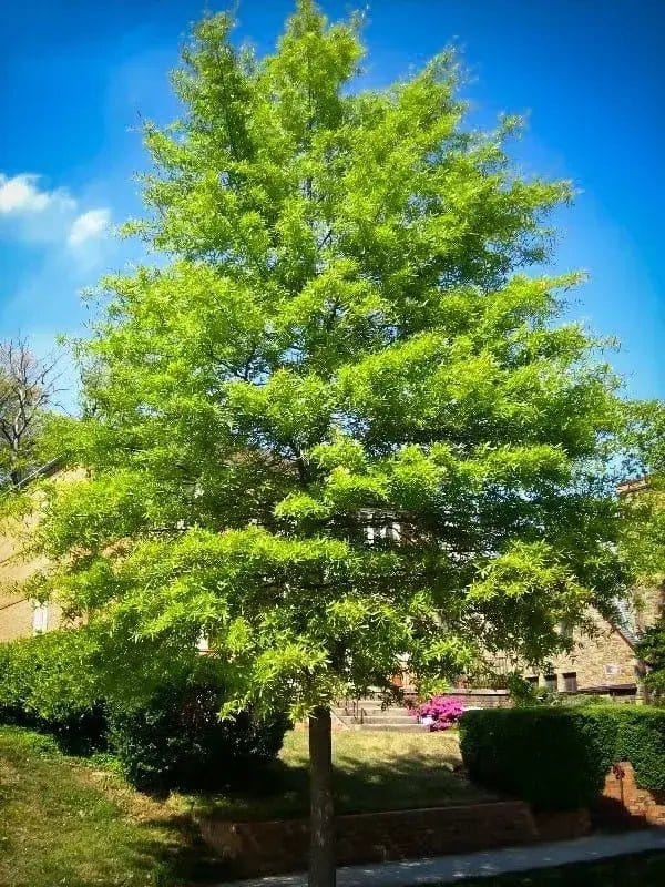 Tall Willow Oak tree with lush green foliage against blue sky