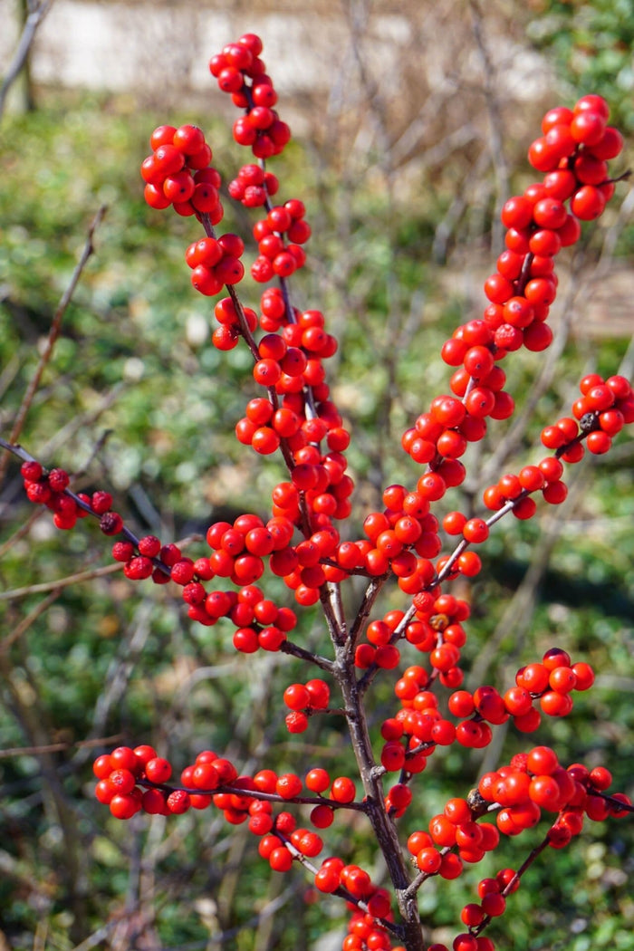 Vibrant red winterberry Ilex verticillata berries on slender dark branches