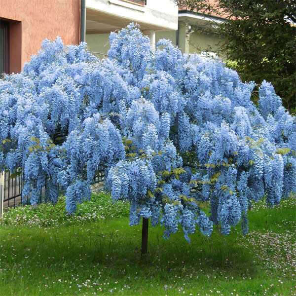Vibrant blue Wisteria Tree with cascading blossom clusters