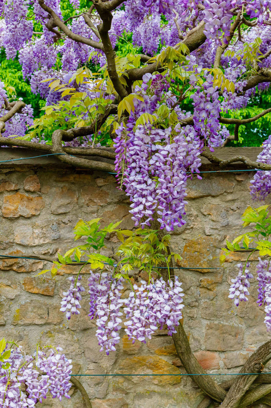 Wisteria Tree