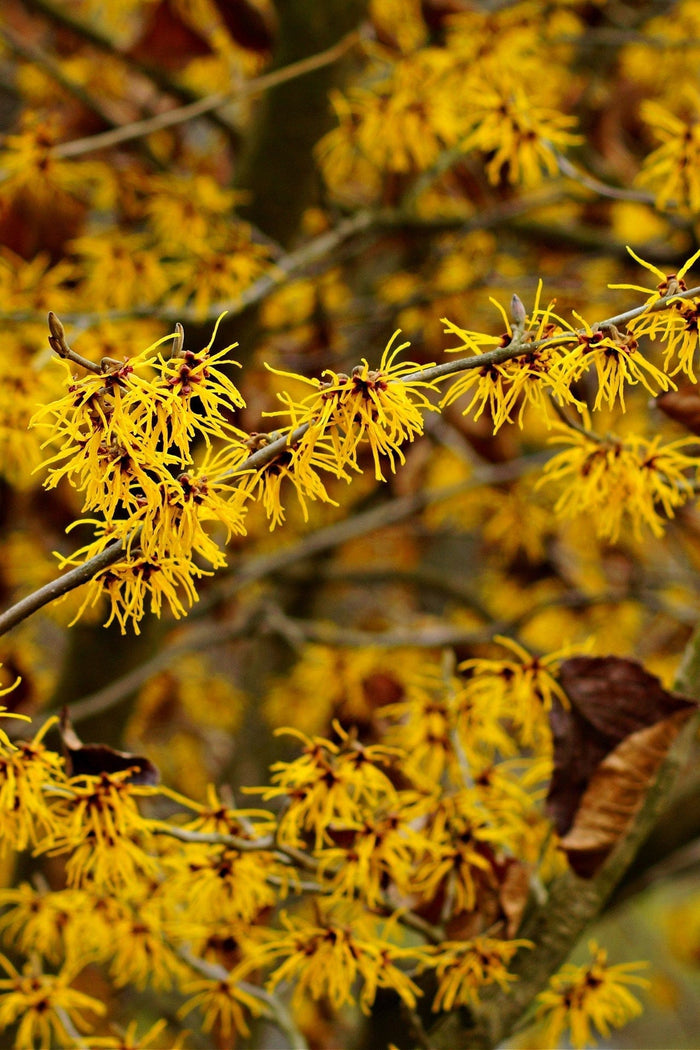 Vibrant golden-yellow Witch Hazel blossoms with spiky petals on branches