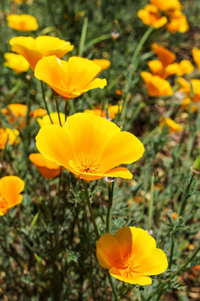 Vibrant yellow Wood Poppy with delicate papery petals and green stems