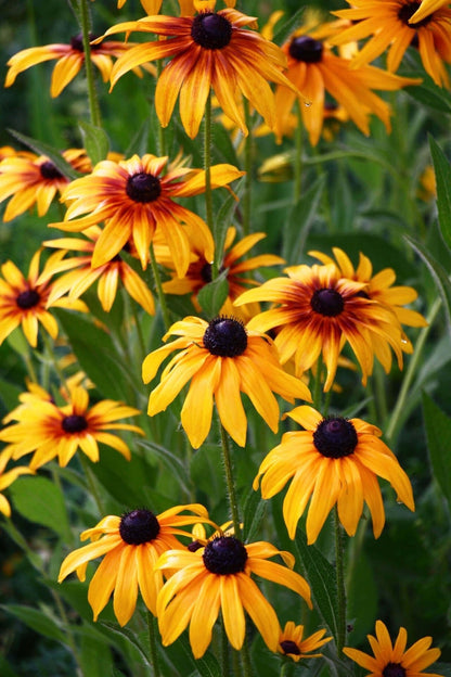 Vibrant yellow coneflower black-eyed susan with dark centers and petals