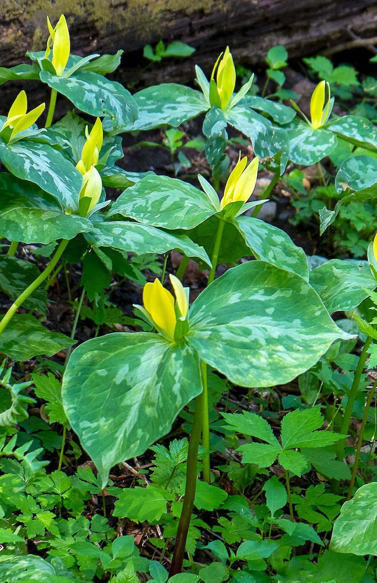 Yellow Trillium