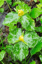 Yellow trillium flowers with variegated green and white leaves